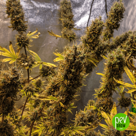 Auto Somango Spanish Seeds